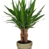 Yucca „Tres Cañas“ Stam – Ø19cm – ↕70cm + Invorno Pot D20x18cm – Natürlich