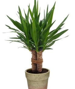 Yucca „Tres Cañas“ Stam – Ø19cm – ↕70cm + Invorno Pot D20x18cm – Natürlich