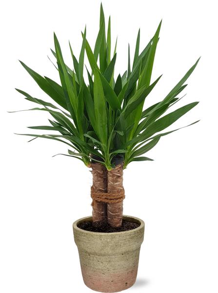 Yucca „Tres Cañas“ Stam – Ø19cm – ↕70cm + Invorno Pot D20x18cm – Natürlich