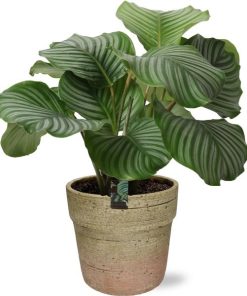 Calathea Orbifolia – Ø21cm – ↕50cm + Invorno Pot D22,5x21cm – Natürlich