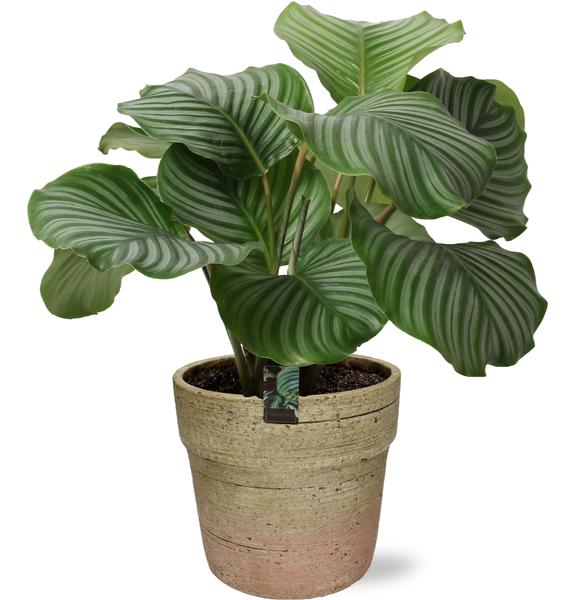 Calathea Orbifolia – Ø21cm – ↕50cm + Invorno Pot D22,5x21cm – Natürlich