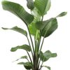 Strelitzia Nicolai – Ø21cm – ↕100cm + Invorno Pot D22,5x21cm – Natürlich