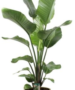 Strelitzia Nicolai – Ø21cm – ↕100cm + Invorno Pot D22,5x21cm – Natürlich