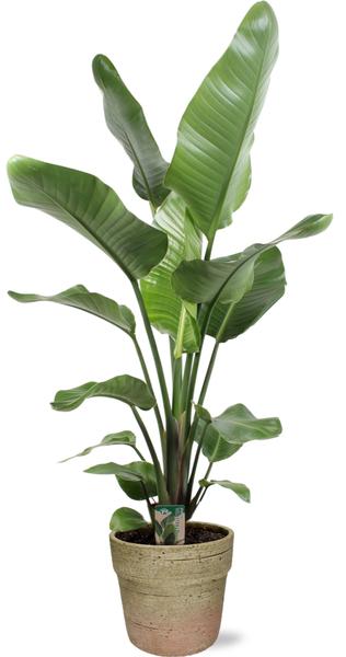 Strelitzia Nicolai – Ø21cm – ↕100cm + Invorno Pot D22,5x21cm – Natürlich