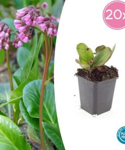 Bergenia cordifolia ‚Herbstblüte‘ – ↕10-25cm – Ø9cm – 20x