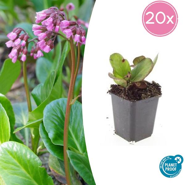 Bergenia cordifolia ‚Herbstblüte‘ – ↕10-25cm – Ø9cm – 20x