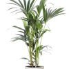 Howea Forsteriana 5 Pit – Ø21cm – ↕100cm + Jayla Pot D22x20cm – Weiß