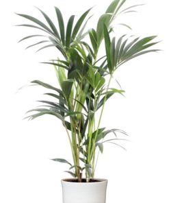 Howea Forsteriana 5 Pit – Ø21cm – ↕100cm + Jayla Pot D22x20cm – Weiß