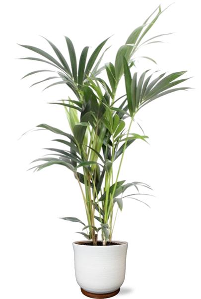 Howea Forsteriana 5 Pit – Ø21cm – ↕100cm + Jayla Pot D22x20cm – Weiß