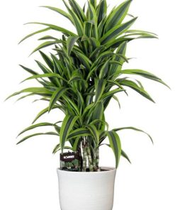 Dracaena Fragr. Lemon Lime – Ø24cm – ↕100cm + Jayla Pot D27x25cm – Weiß