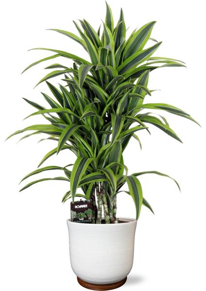 Dracaena Fragr. Lemon Lime – Ø24cm – ↕100cm + Jayla Pot D27x25cm – Weiß