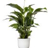 Spathiphyllum Bellini – Ø24cm – ↕100cm + Jayla Pot D27x25cm – Weiß