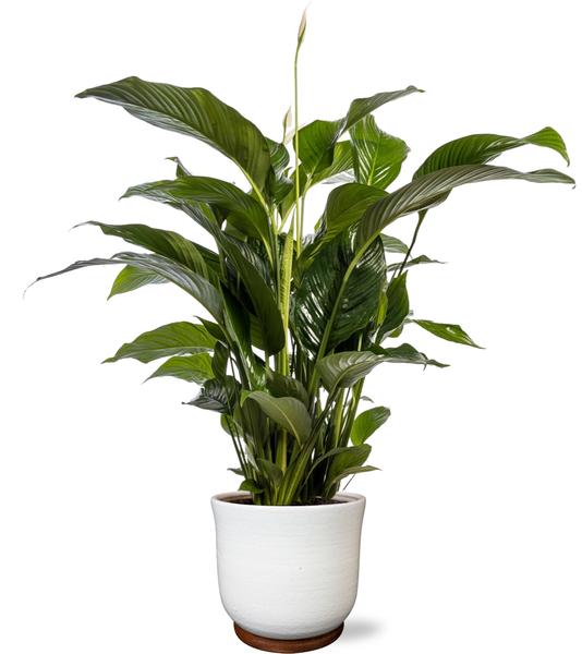 Spathiphyllum Bellini – Ø24cm – ↕100cm + Jayla Pot D27x25cm – Weiß