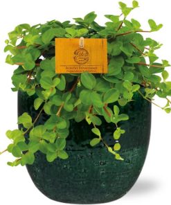 Peperomia Rotundifolia – Ø11cm – ↕15cm + Jolin Pot D11x12cm – Grün