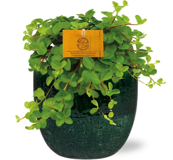 Peperomia Rotundifolia – Ø11cm – ↕15cm + Jolin Pot D11x12cm – Grün