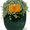 Pilea Glauca – Ø11cm – ↕15cm + Jolin Pot D11x12cm – Grün