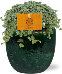 Pilea Glauca – Ø11cm – ↕15cm + Jolin Pot D11x12cm – Grün