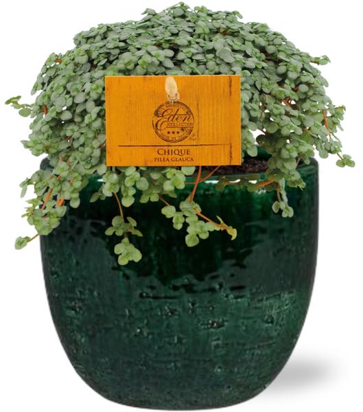 Pilea Glauca – Ø11cm – ↕15cm + Jolin Pot D11x12cm – Grün