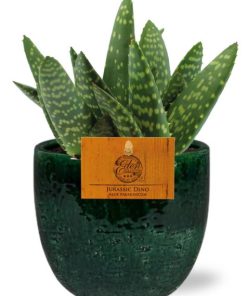 Aloe Paradisicum – Ø10,5cm – ↕15cm + Jolin Pot D11x12cm – Grün