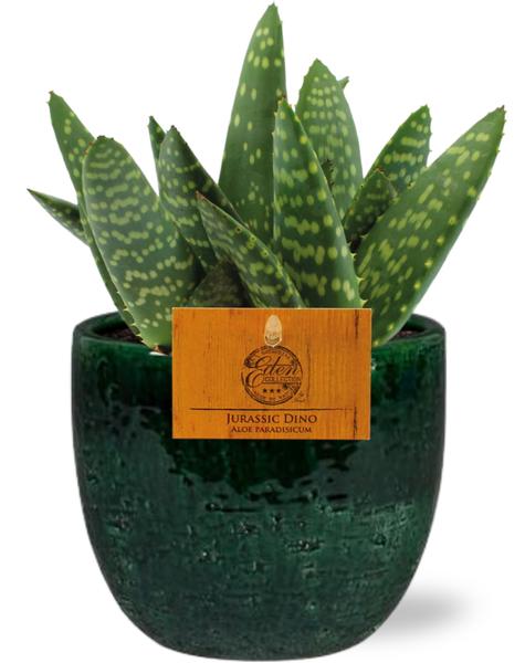 Aloe Paradisicum – Ø10,5cm – ↕15cm + Jolin Pot D11x12cm – Grün