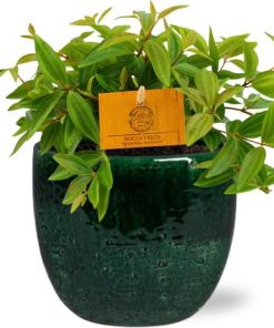 Peperomia Ang. Rocca Vivace – Ø11cm – ↕15cm + Jolin Pot D11x12cm – Grün