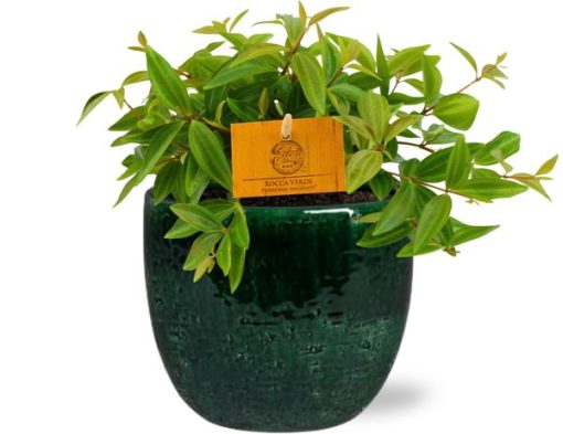 Peperomia Ang. Rocca Vivace - Ø11cm - ↕15cm + Jolin Pot D11x12cm - Grün