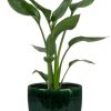 Strelitzia Reginae – Ø12cm – ↕35cm + Jolin Pot D14x13cm – Grün