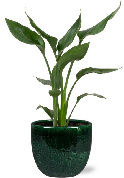 Strelitzia Reginae – Ø12cm – ↕35cm + Jolin Pot D14x13cm – Grün