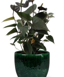 Anthurium Black Love – Ø12cm – ↕36cm + Jolin Pot D14x13cm – Grün