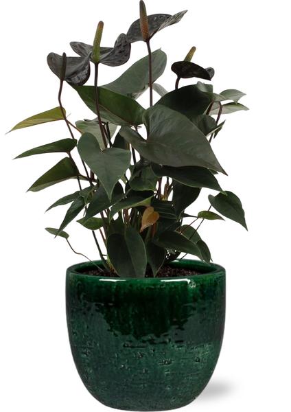 Anthurium Black Love – Ø12cm – ↕36cm + Jolin Pot D14x13cm – Grün