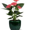 Anthurium Sweet Dream – Ø12cm – ↕36cm + Jolin Pot D14x13cm – Grün