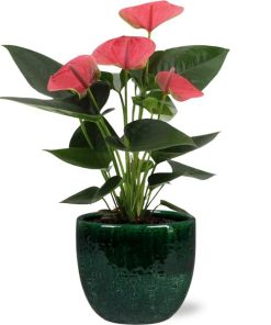 Anthurium Sweet Dream – Ø12cm – ↕36cm + Jolin Pot D14x13cm – Grün