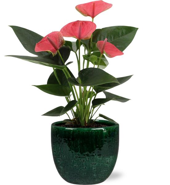 Anthurium Sweet Dream – Ø12cm – ↕36cm + Jolin Pot D14x13cm – Grün