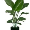 Strelitzia Nicolai – Ø19cm – ↕90cm + Jolin Pot D20x18cm – Grün