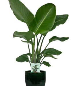 Strelitzia Nicolai – Ø19cm – ↕90cm + Jolin Pot D20x18cm – Grün