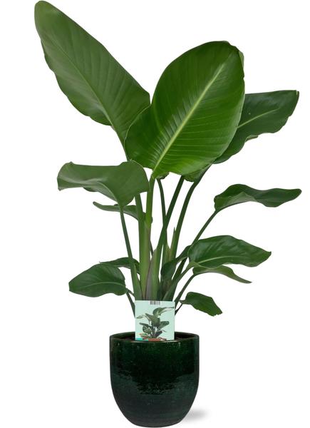 Strelitzia Nicolai – Ø19cm – ↕90cm + Jolin Pot D20x18cm – Grün