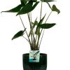 Alocasia Zebrina – Ø19cm – ↕75cm + Jolin Pot D20x18cm – Grün