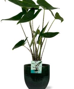 Alocasia Zebrina – Ø19cm – ↕75cm + Jolin Pot D20x18cm – Grün