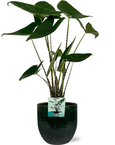 Alocasia Zebrina – Ø19cm – ↕75cm + Jolin Pot D20x18cm – Grün