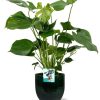 Monstera Deliciosa – Ø19cm – ↕60cm + Jolin Pot D20x18cm – Grün