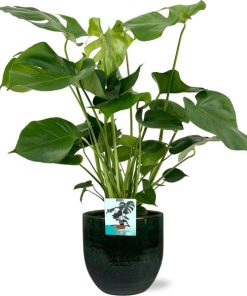 Monstera Deliciosa – Ø19cm – ↕60cm + Jolin Pot D20x18cm – Grün