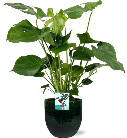 Monstera Deliciosa - Ø19cm - ↕60cm + Jolin Pot D20x18cm - Grün