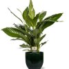 Spathiphyllum Bingo Cupido – Ø19cm – ↕80cm + Jolin Pot D20x18cm – Grün