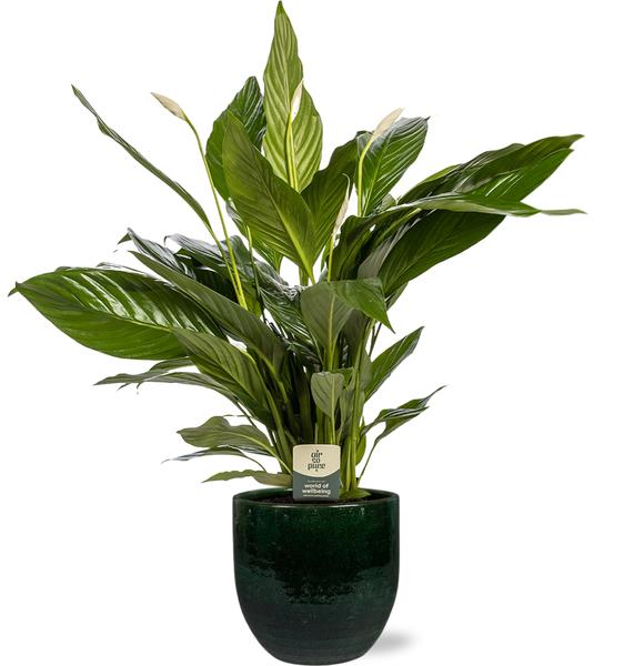 Spathiphyllum Bingo Cupido – Ø19cm – ↕80cm + Jolin Pot D20x18cm – Grün