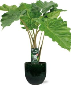 Alocasia Portodora – Ø21cm – ↕80cm + Jolin Pot D24x23cm – Grün