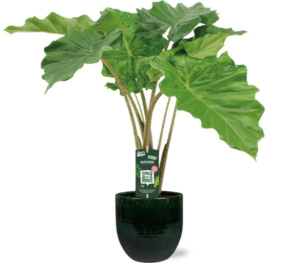 Alocasia Portodora – Ø21cm – ↕80cm + Jolin Pot D24x23cm – Grün