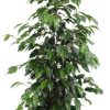 Ficus benjamina Danielle – Ø21cm – ↕95cm + Jolin Pot D24x23cm – Grün