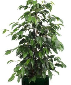 Ficus benjamina Danielle – Ø21cm – ↕95cm + Jolin Pot D24x23cm – Grün