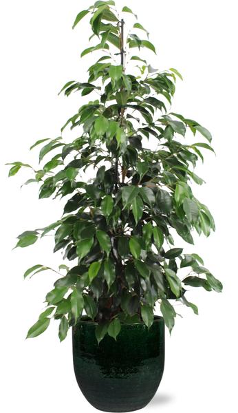 Ficus benjamina Danielle – Ø21cm – ↕95cm + Jolin Pot D24x23cm – Grün