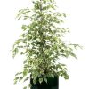 Ficus benjamina Twilight – Ø21cm – ↕95cm + Jolin Pot D24x23cm – Grün